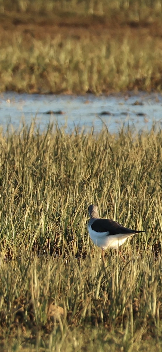 Black-winged Stilt - ML645958540