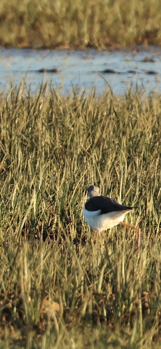 Black-winged Stilt - ML645958541