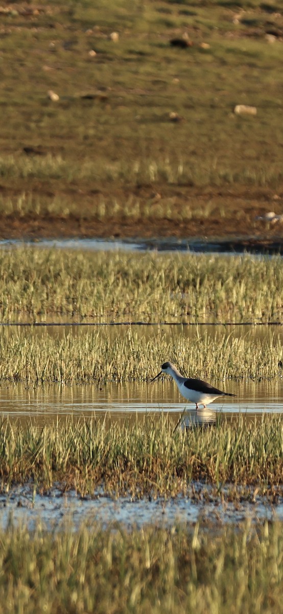 Black-winged Stilt - ML645958542