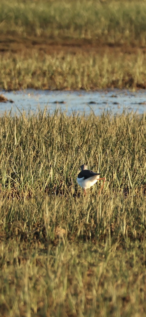 Black-winged Stilt - ML645958543