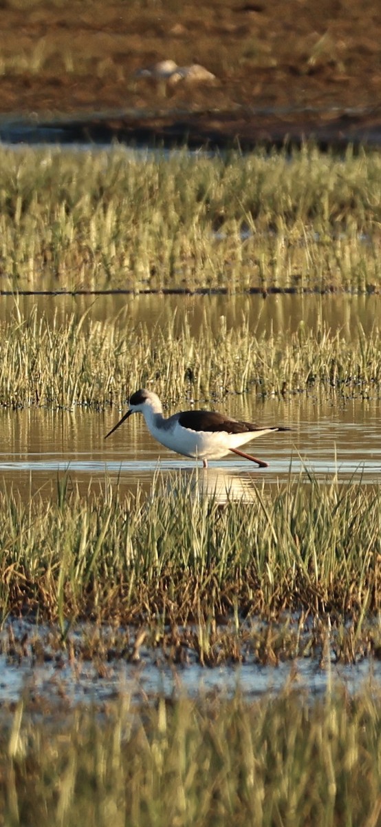Black-winged Stilt - ML645958544
