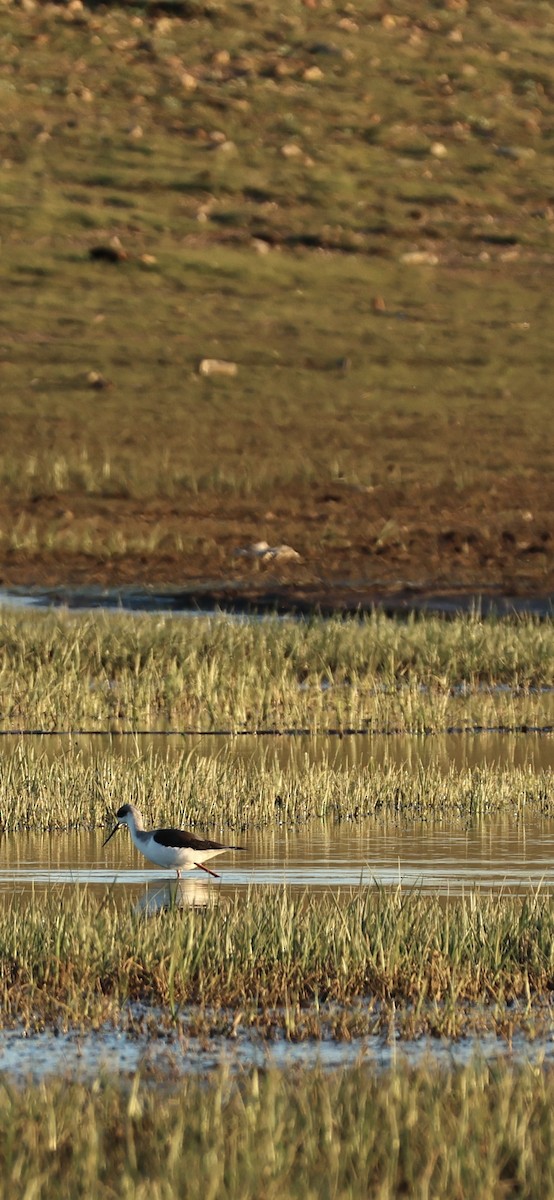 Black-winged Stilt - ML645958545