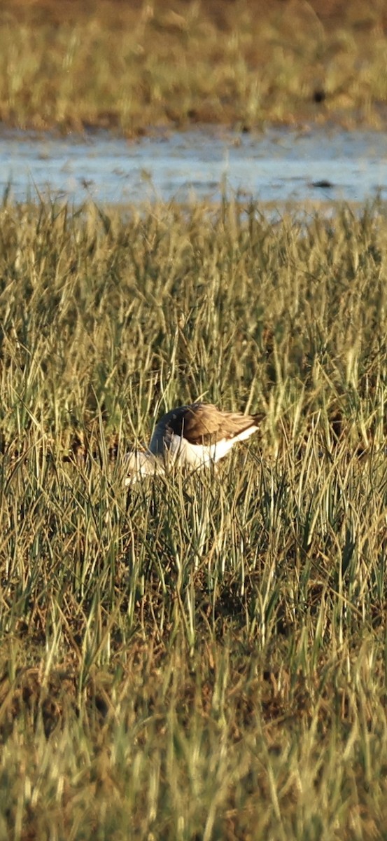 Black-winged Stilt - ML645958546
