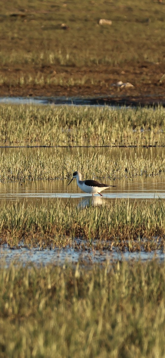 Black-winged Stilt - ML645958547
