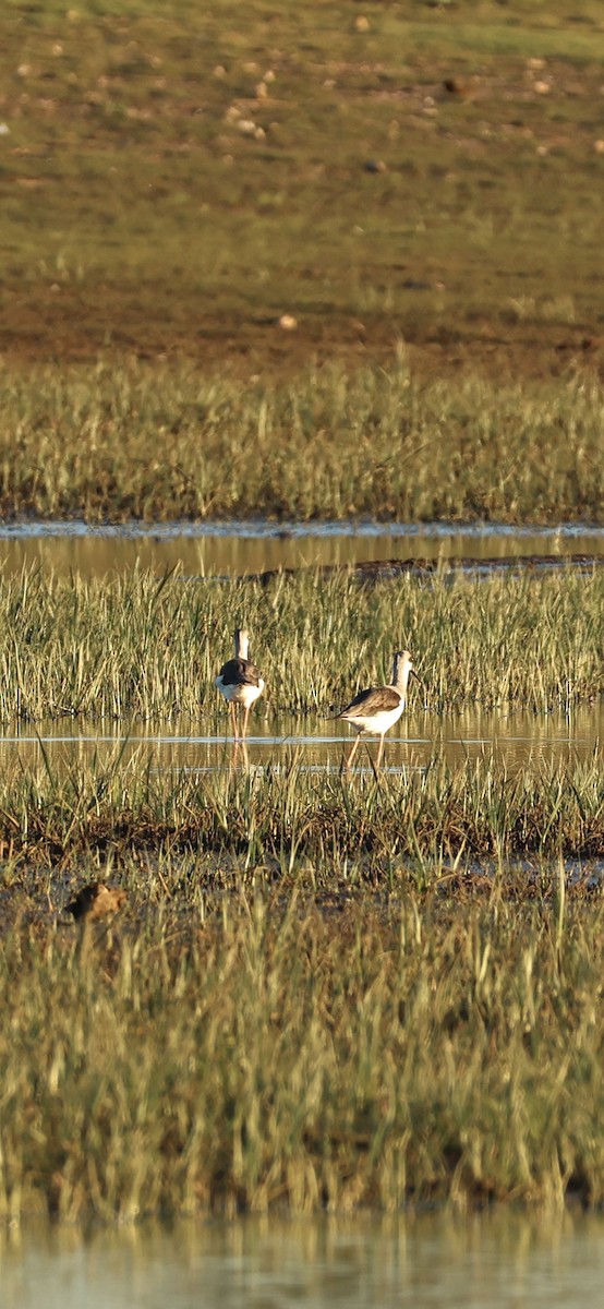 Black-winged Stilt - ML645958548