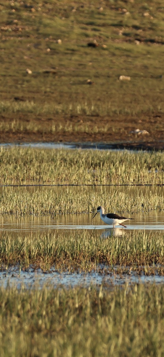 Black-winged Stilt - ML645958549