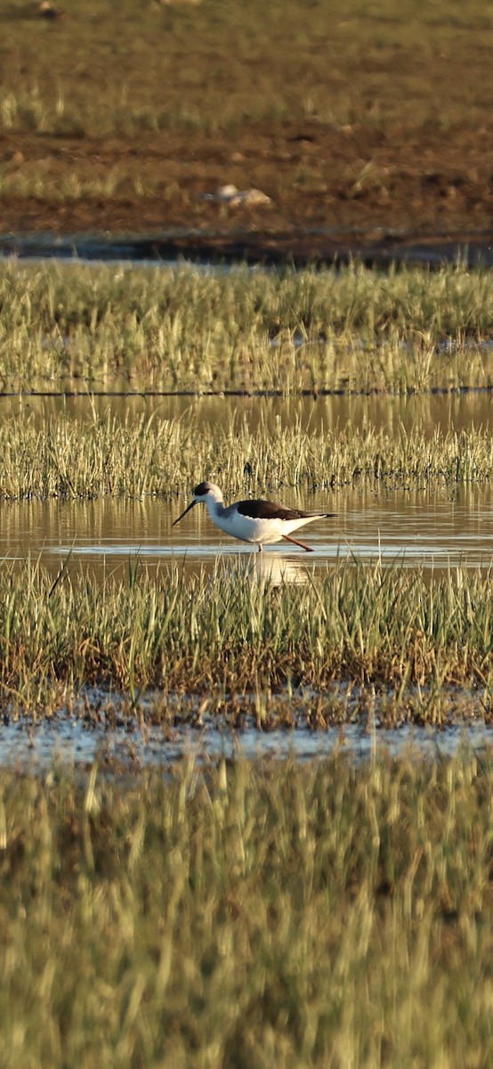 Black-winged Stilt - ML645958550