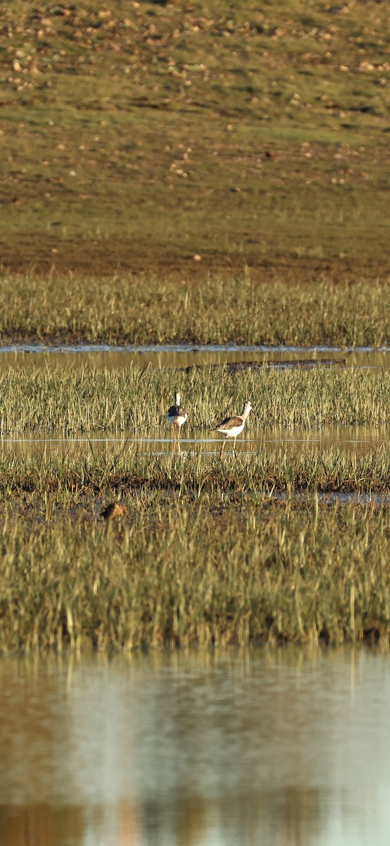 Black-winged Stilt - ML645958551