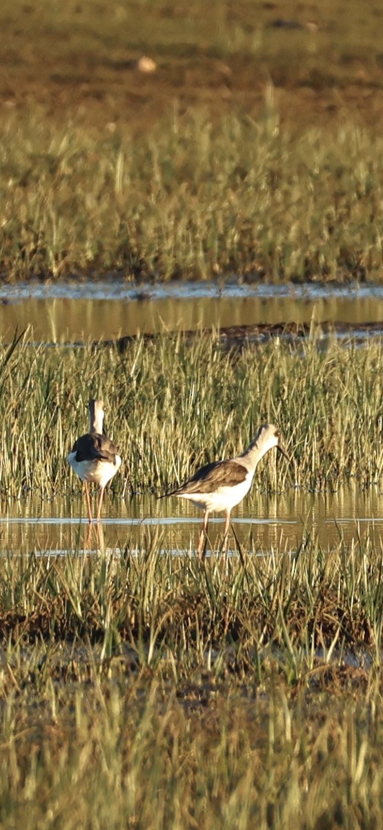 Black-winged Stilt - ML645958552