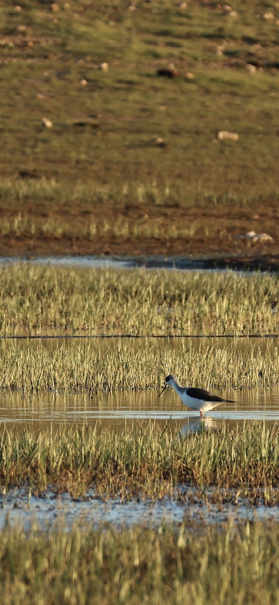 Black-winged Stilt - ML645958553
