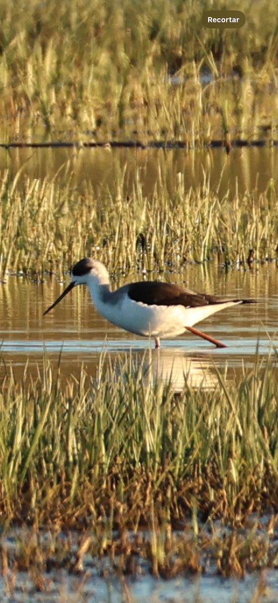 Black-winged Stilt - ML645958554
