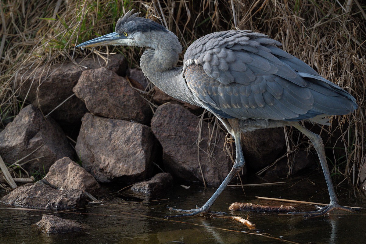 Great Blue Heron - ML645958587