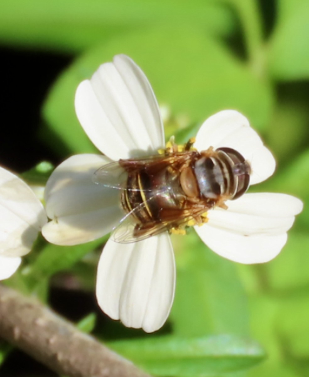 Northern Plushback - ML645958593