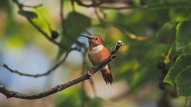 Allen's Hummingbird - ML645958608