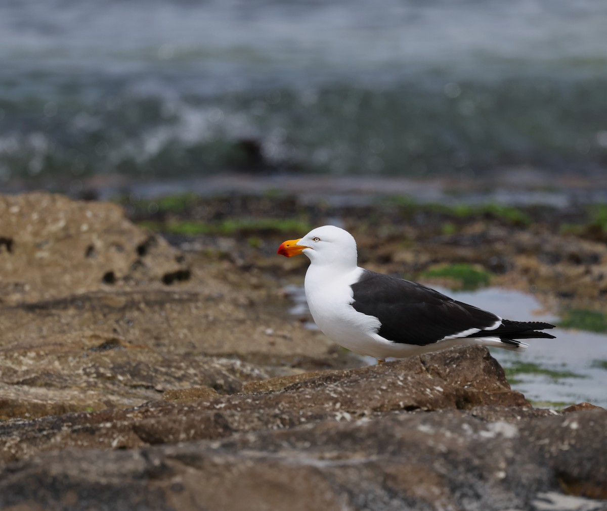Pacific Gull - ML645958612