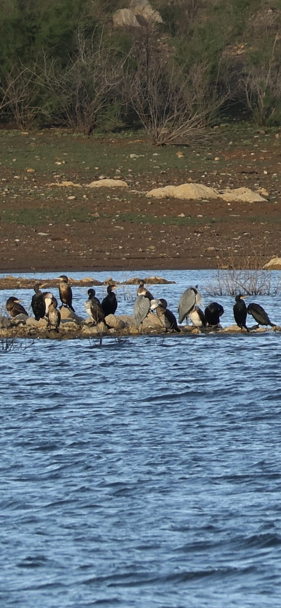 heron sp. - ML645958613