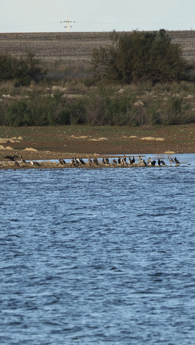 heron sp. - ML645958614