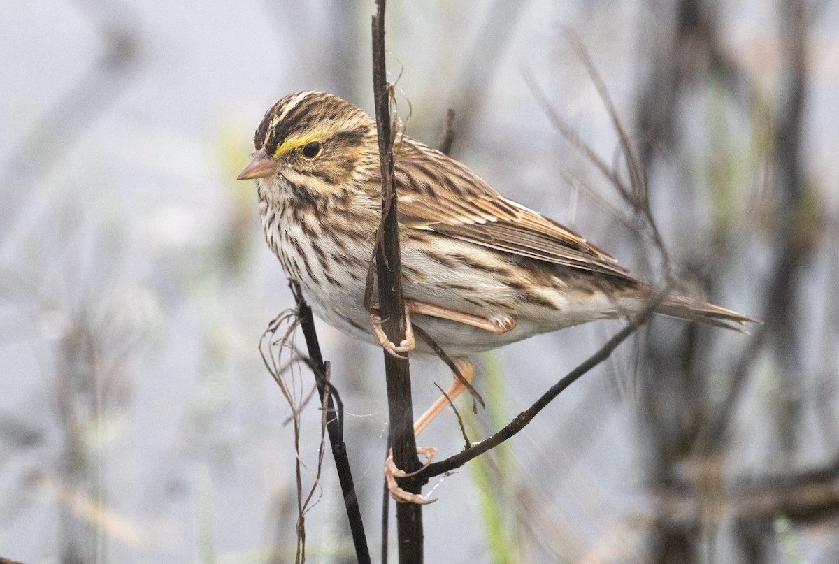 Savannah Sparrow - ML645958617