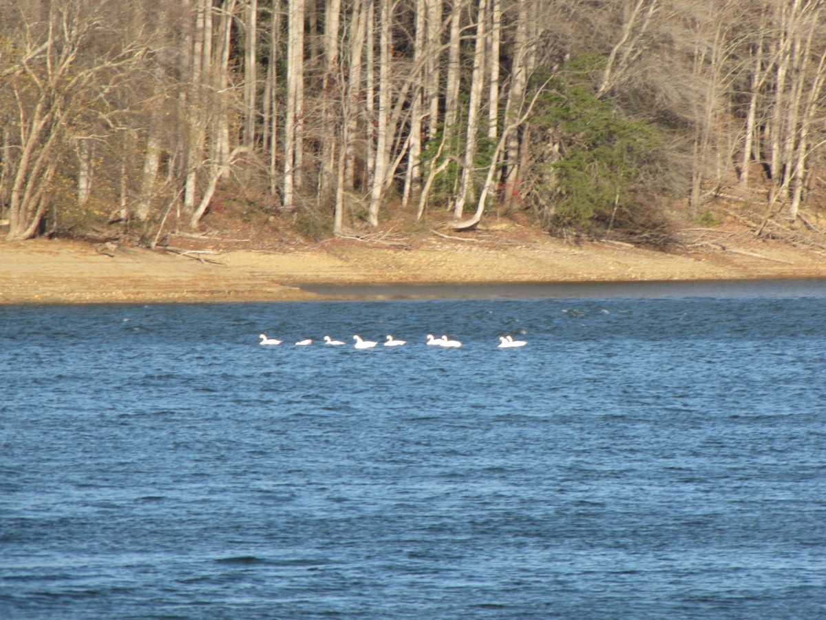 Tundra Swan - ML645958625