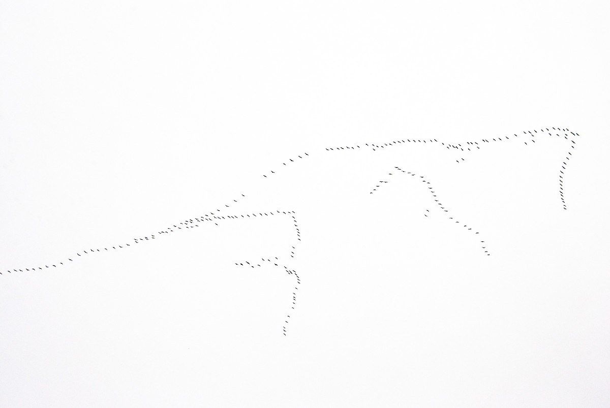 Snow Goose - ML645958626