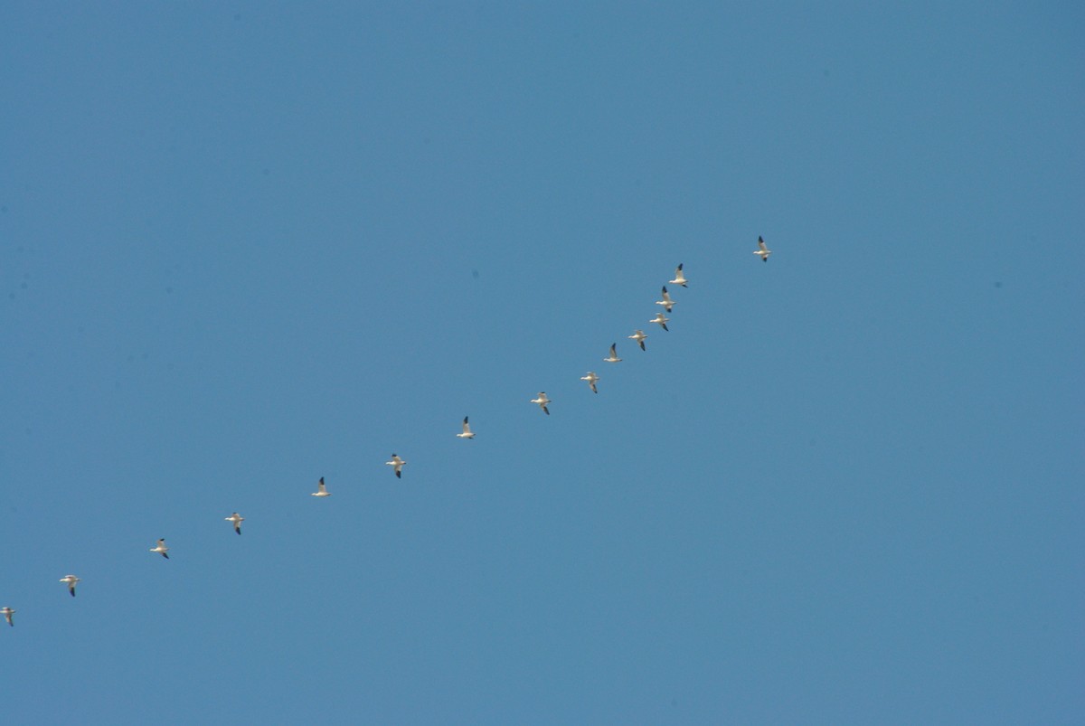 Snow Goose - ML645958627