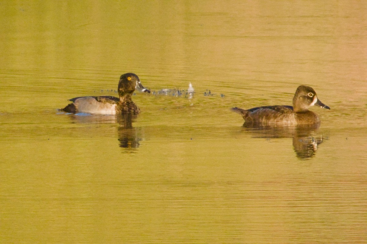 Ring-necked Duck - ML645958630