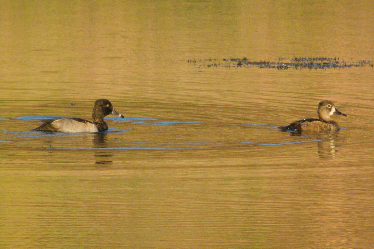 Ring-necked Duck - ML645958631