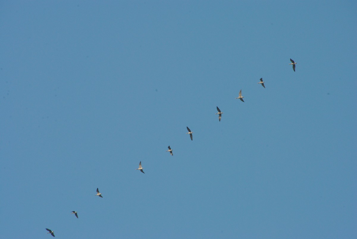 Greater White-fronted Goose - ML645958636