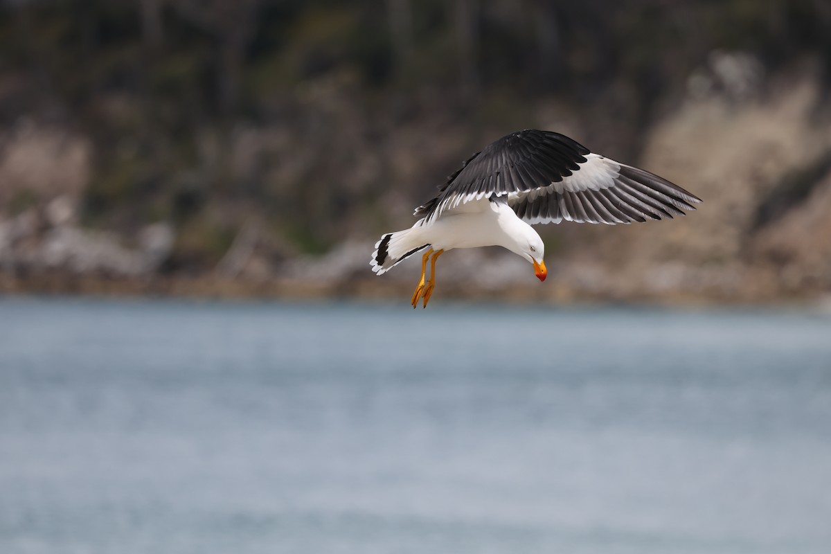Pacific Gull - ML645958638