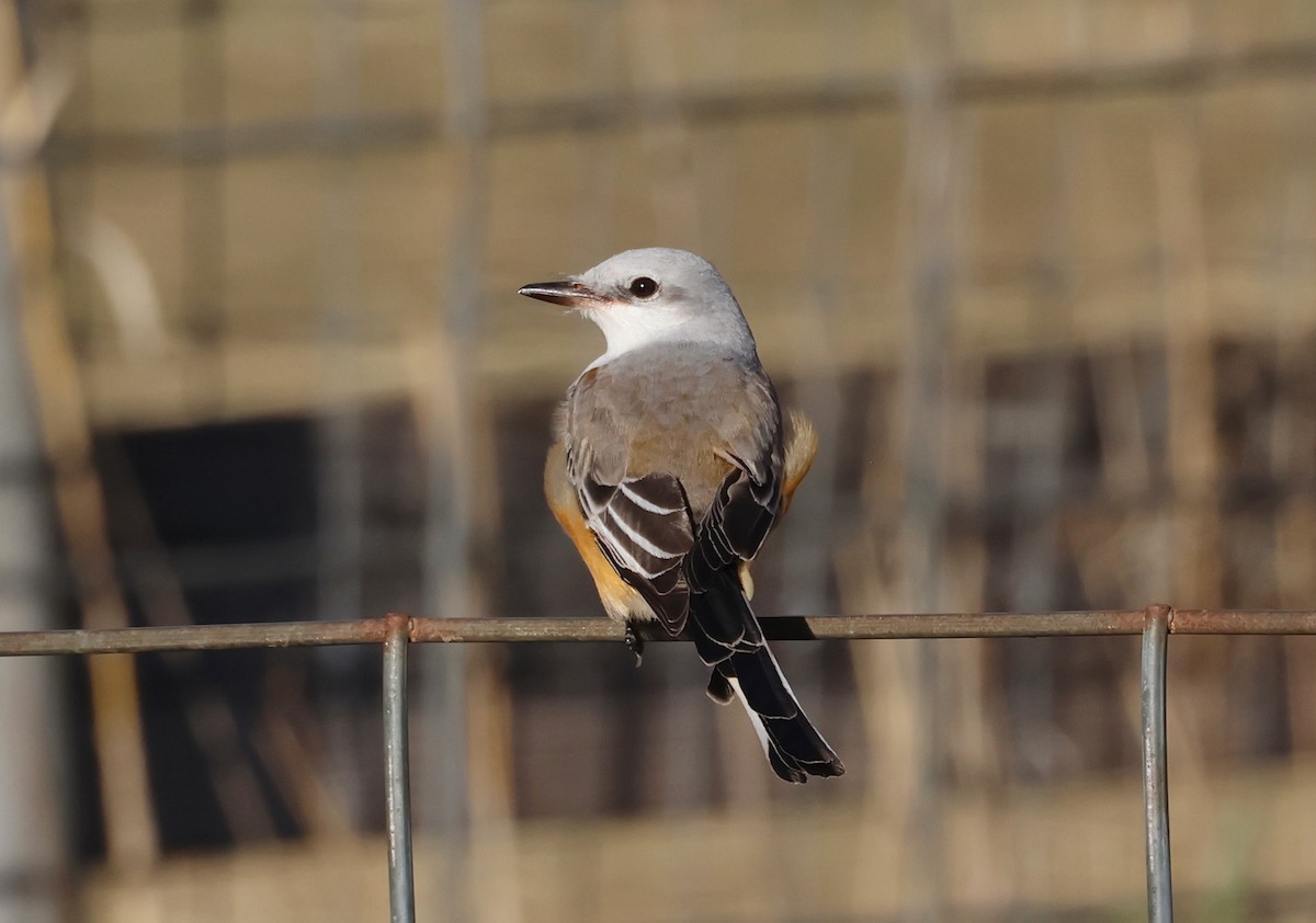 Scissor-tailed Flycatcher - ML645958646