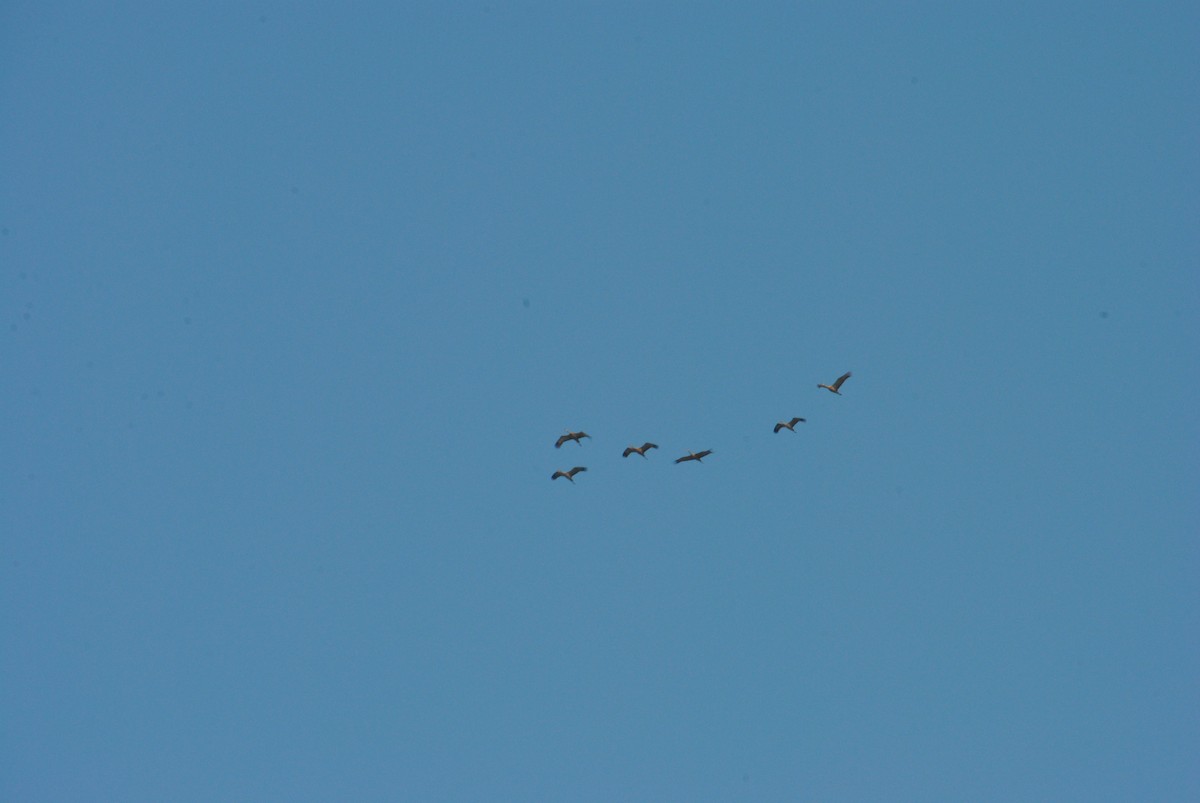 Sandhill Crane - ML645958647