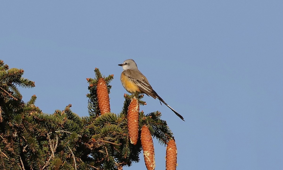 Scissor-tailed Flycatcher - ML645958649