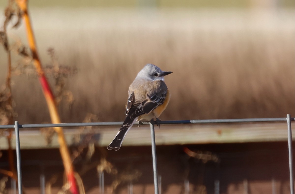 Scissor-tailed Flycatcher - ML645958653