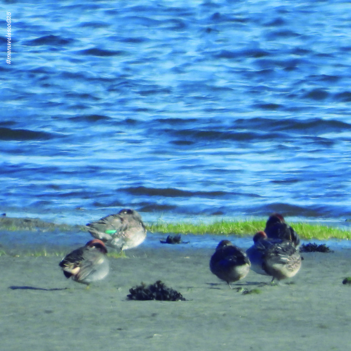 Ногоохон нугас - ML645958663