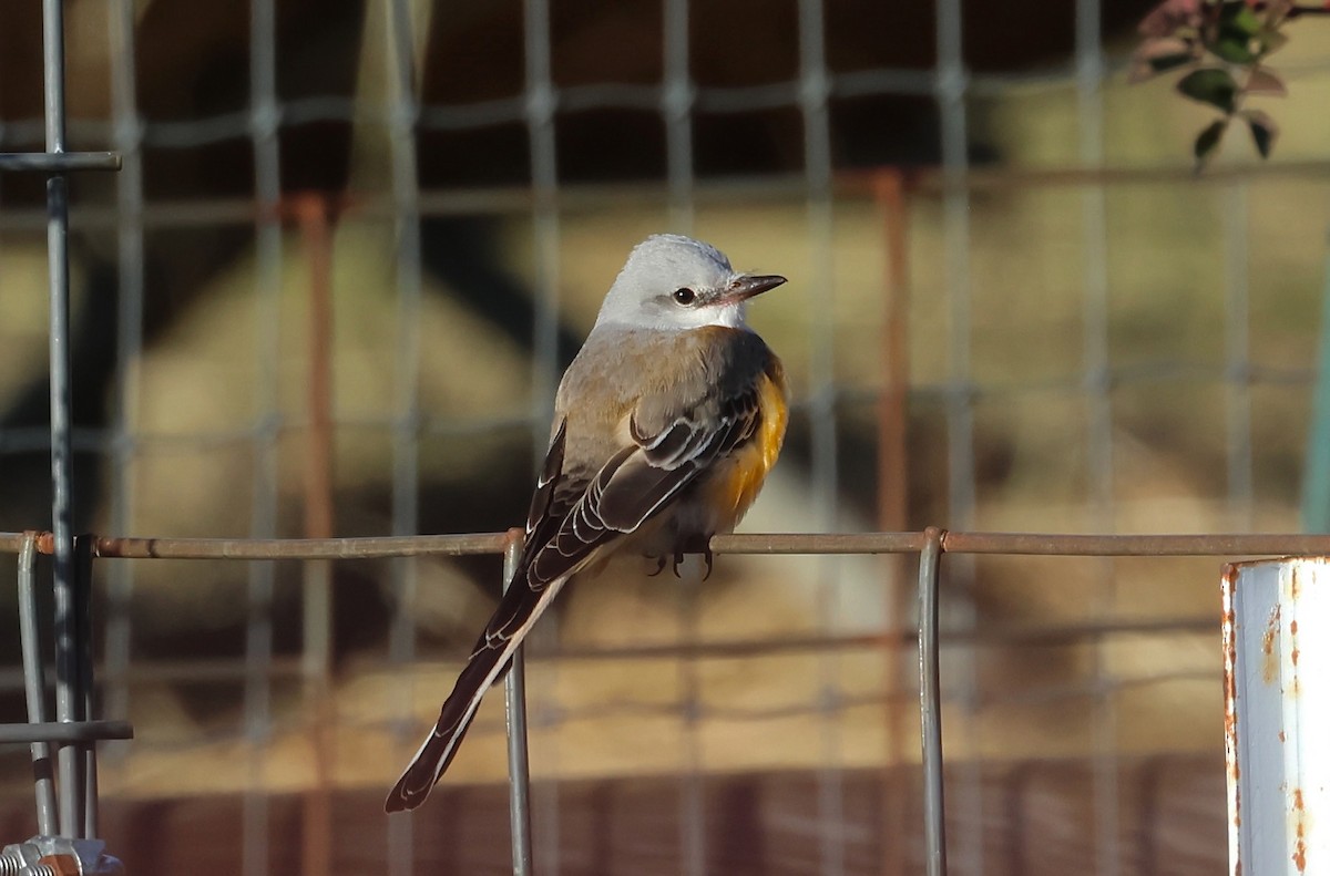 Scissor-tailed Flycatcher - ML645958664