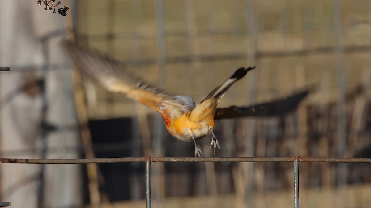 Scissor-tailed Flycatcher - ML645958665