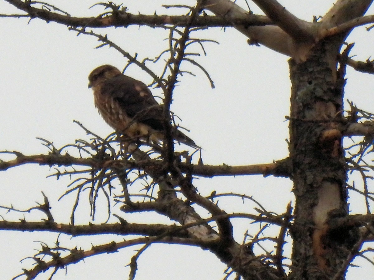 Merlin - ML645958667