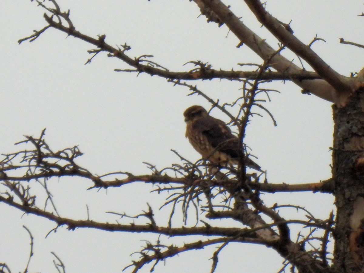 Merlin - ML645958669