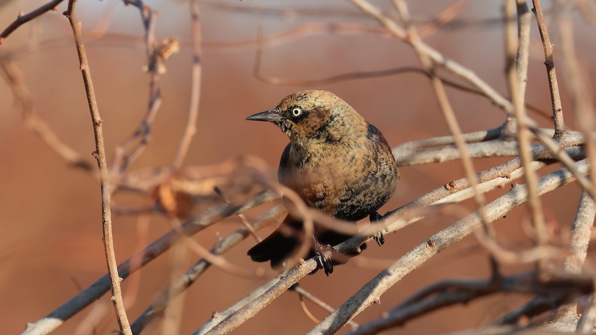 Rusty Blackbird - ML645958670