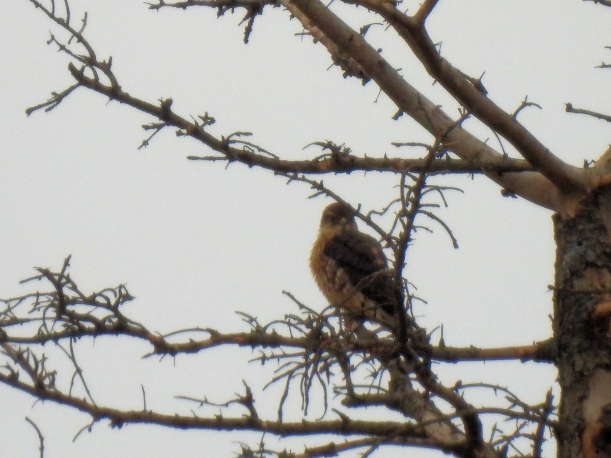 Merlin - ML645958671