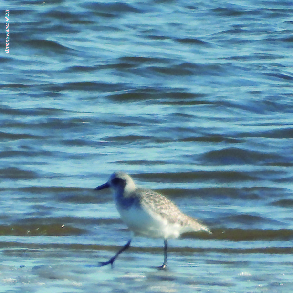 Буурал сүвээ цагаан - ML645958677