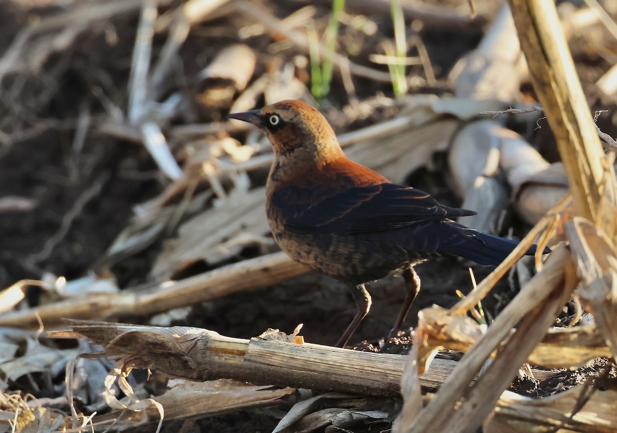 Rusty Blackbird - ML645958680