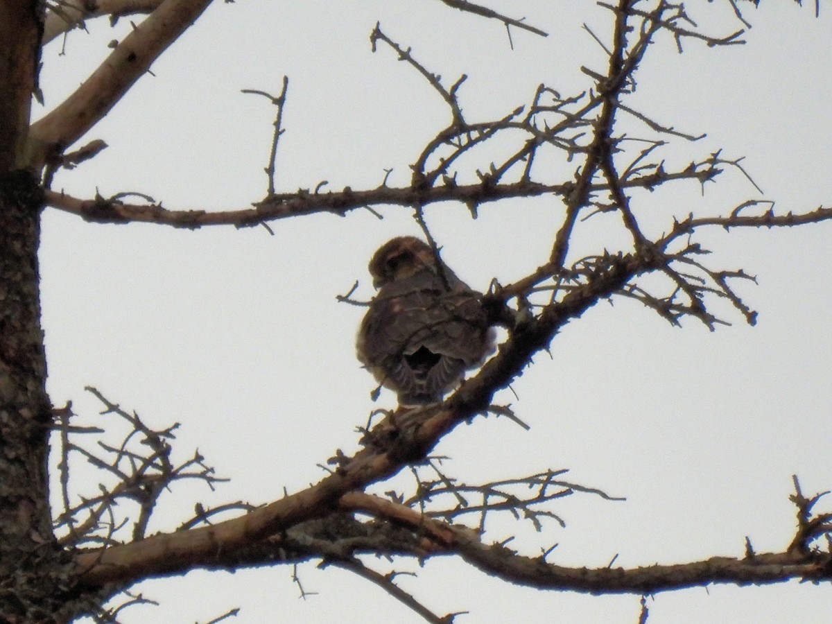 Merlin - ML645958681