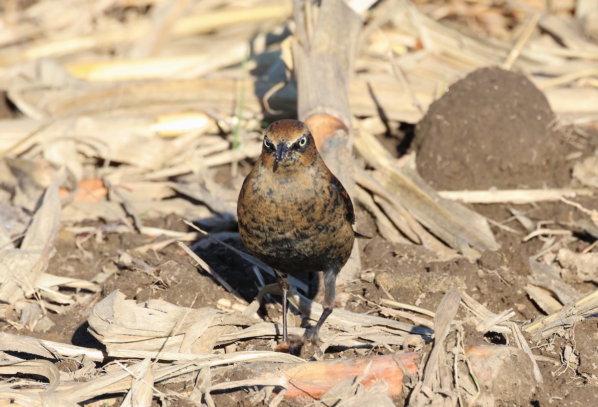 Rusty Blackbird - ML645958683