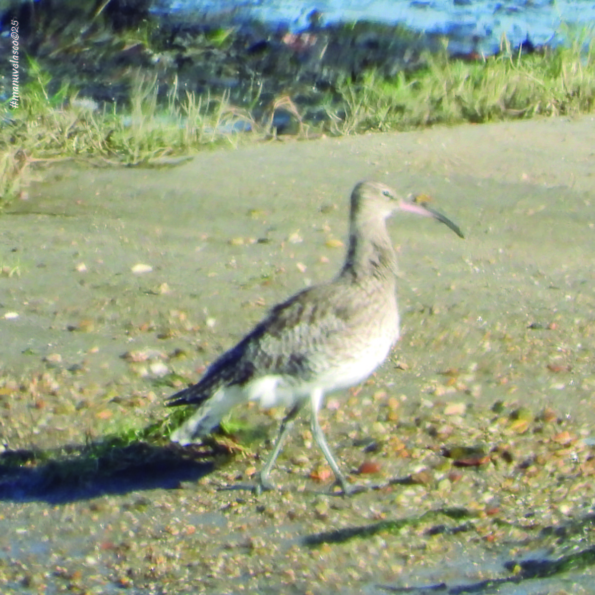 Eurasian Whimbrel - ML645958686