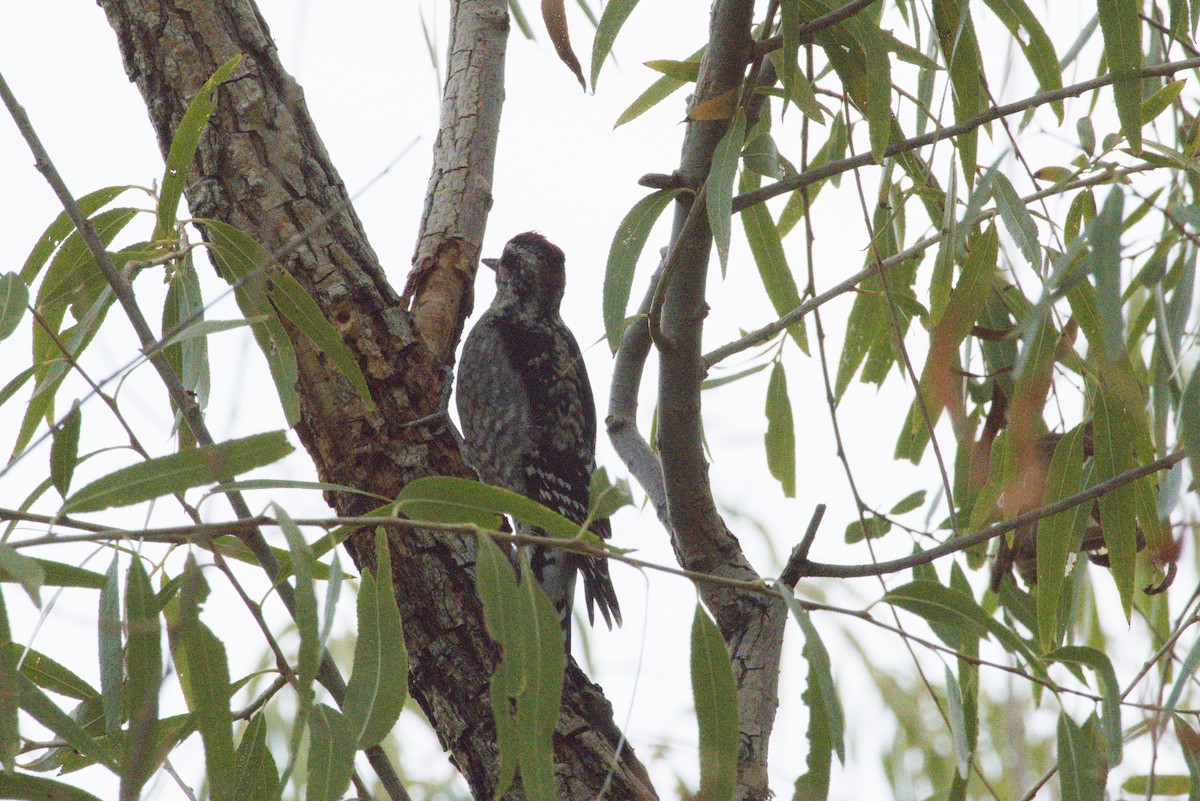 Red-naped Sapsucker - ML645958690