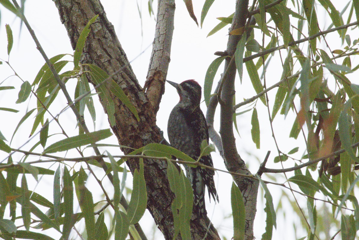 Red-naped Sapsucker - ML645958691