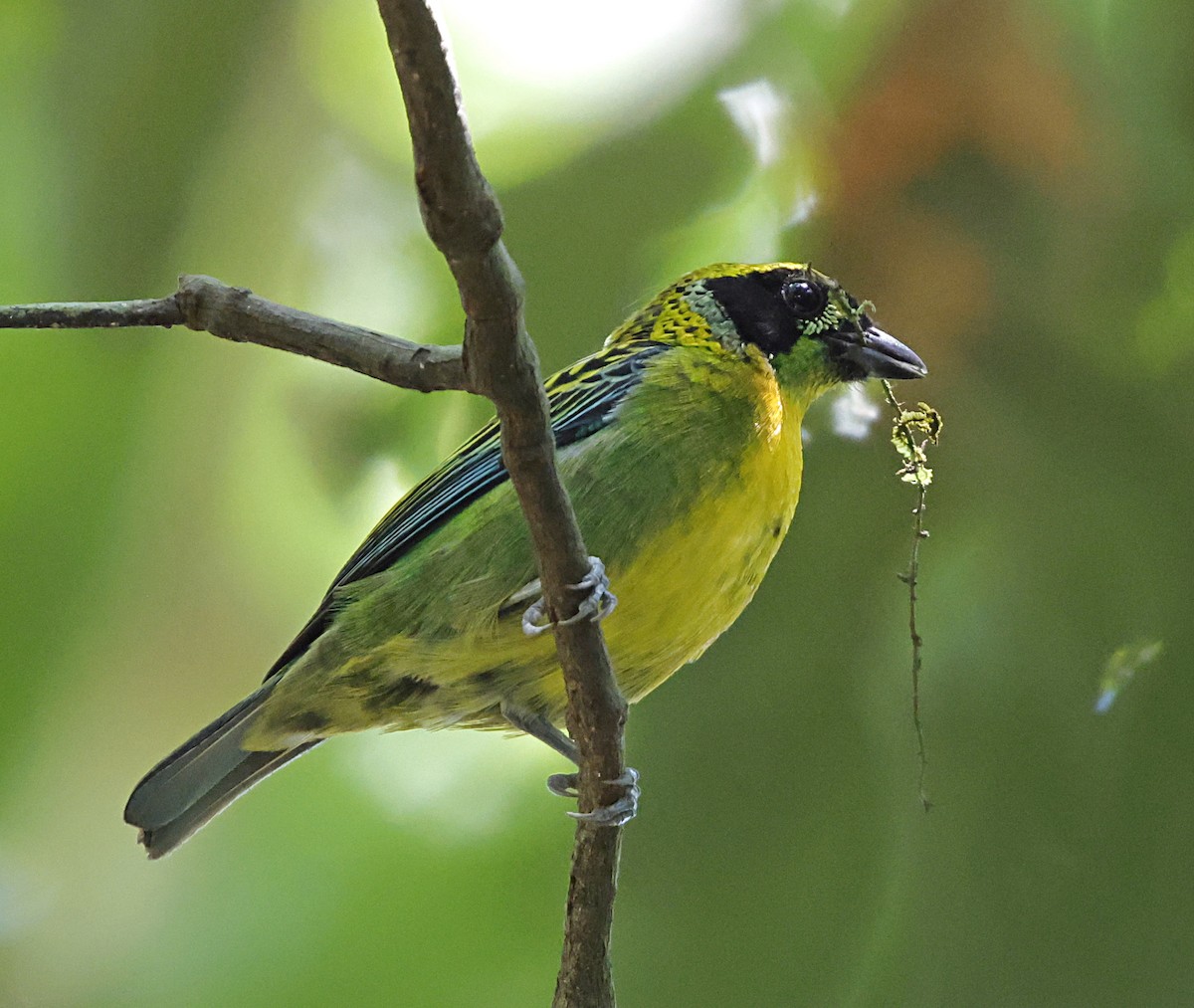 Green-and-gold Tanager - ML645958697