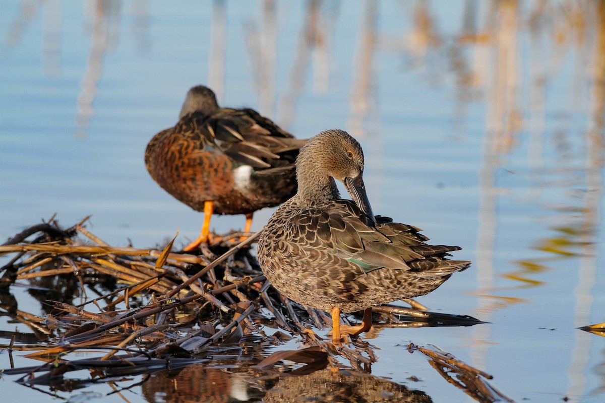 ミカヅキハシビロガモ - ML645958698