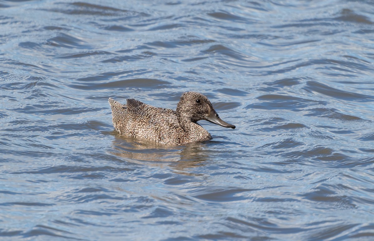 Freckled Duck - ML645958701